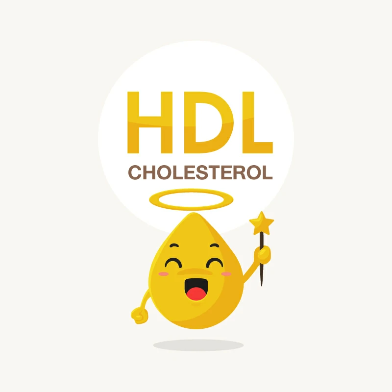 HDL Cholesterol คืออะไร