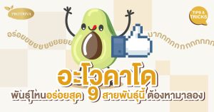 อะโวคาโด พันธุ์ไหนอร่อยสุด 9 สายพันธุ์นี้ ต้องหามาลอง
