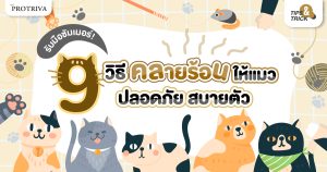 รับมือซัมเมอร์! 9 วิธีคลายร้อนให้แมว ปลอดภัย สบายตัว
