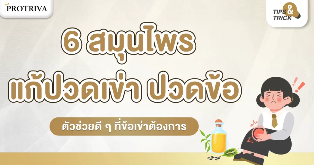 6 สมุนไพรแก้ปวดเข่า ปวดข้อ ตัวช่วยดี ๆ ที่ข้อเข่าต้องการ