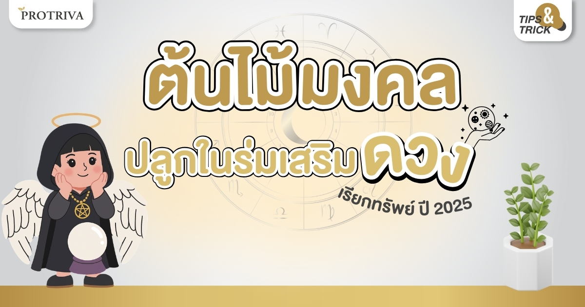 9 ต้นไม้มงคล ปลูกในร่ม เสริมดวง เรียกทรัพย์ ปี 2025