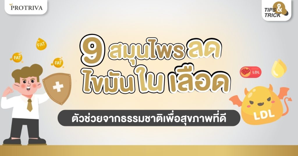 9 สมุนไพรลดไขมันในเลือด ตัวช่วยจากธรรมชาติเพื่อสุขภาพที่ดี