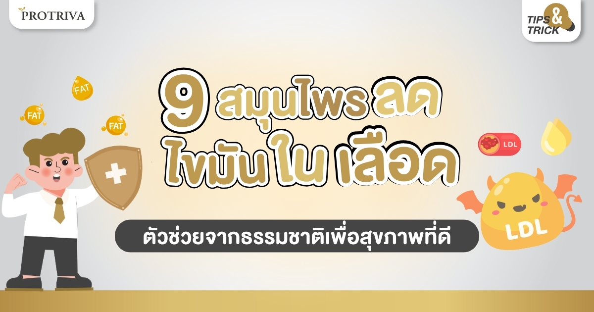 9 สมุนไพรลดไขมันในเลือด ตัวช่วยจากธรรมชาติเพื่อสุขภาพที่ดี