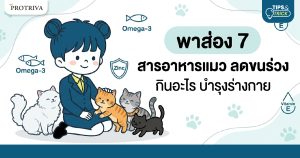 พาส่อง 7 สาร อาหารแมว ลดขนร่วง กินอะไร บำรุงร่างกาย