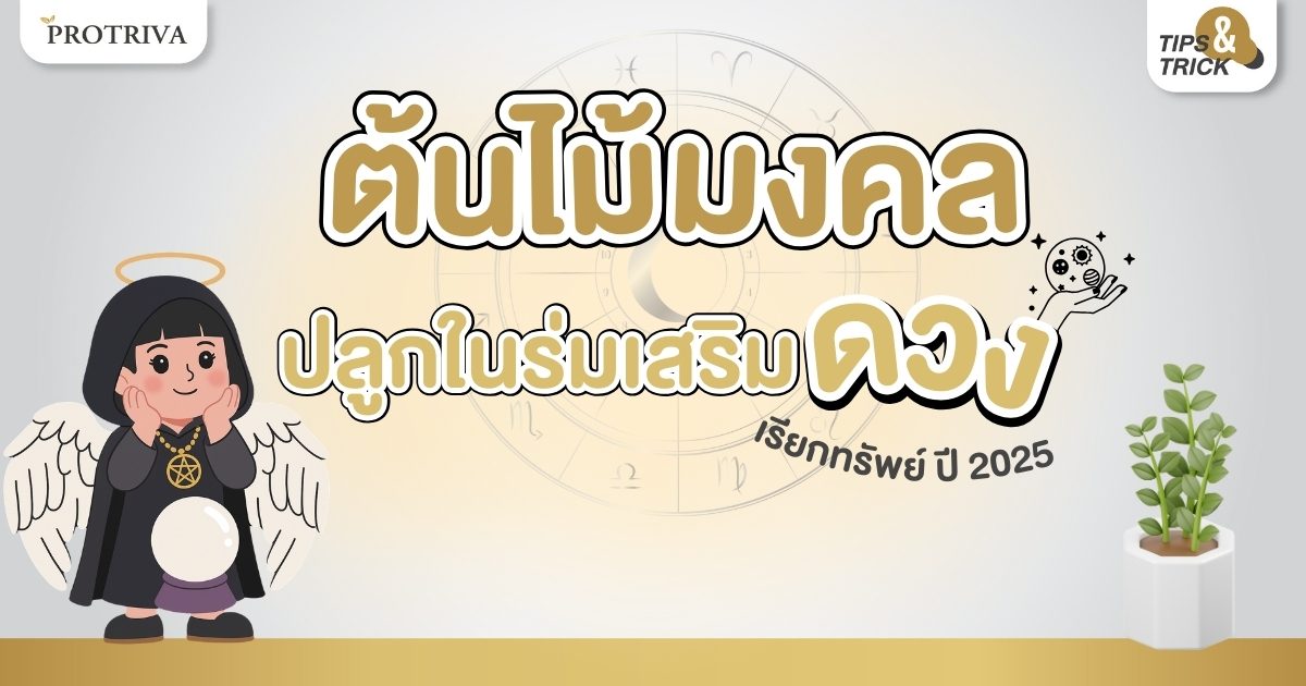9 ต้นไม้มงคล ปลูกในร่ม เสริมดวง เรียกทรัพย์ ปี 2025 9 ต้นไม้มงคล ปลูกในร่ม เสริมดวง เรียกทรัพย์ ปี 2025