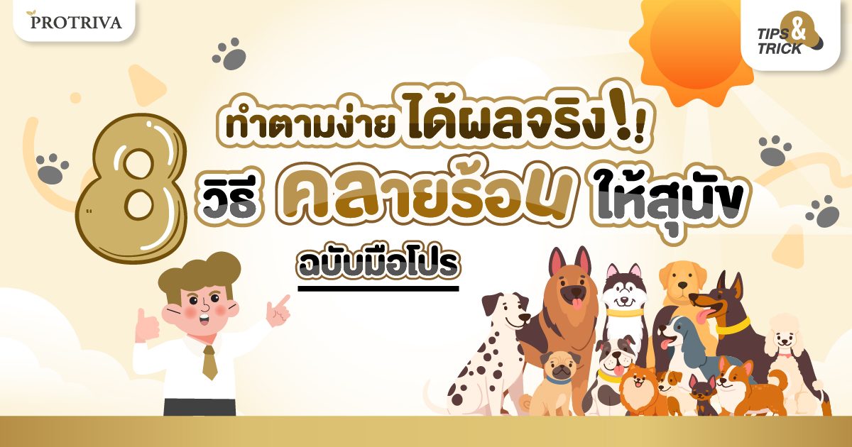 ทำตามง่าย ได้ผลจริง! 8 วิธีคลายร้อนให้สุนัข ฉบับมือโปร