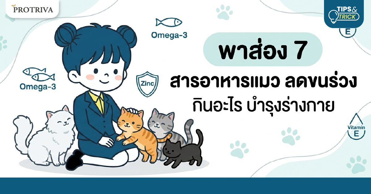 พาส่อง 7 สาร อาหารแมว ลดขนร่วง กินอะไร บำรุงร่างกาย