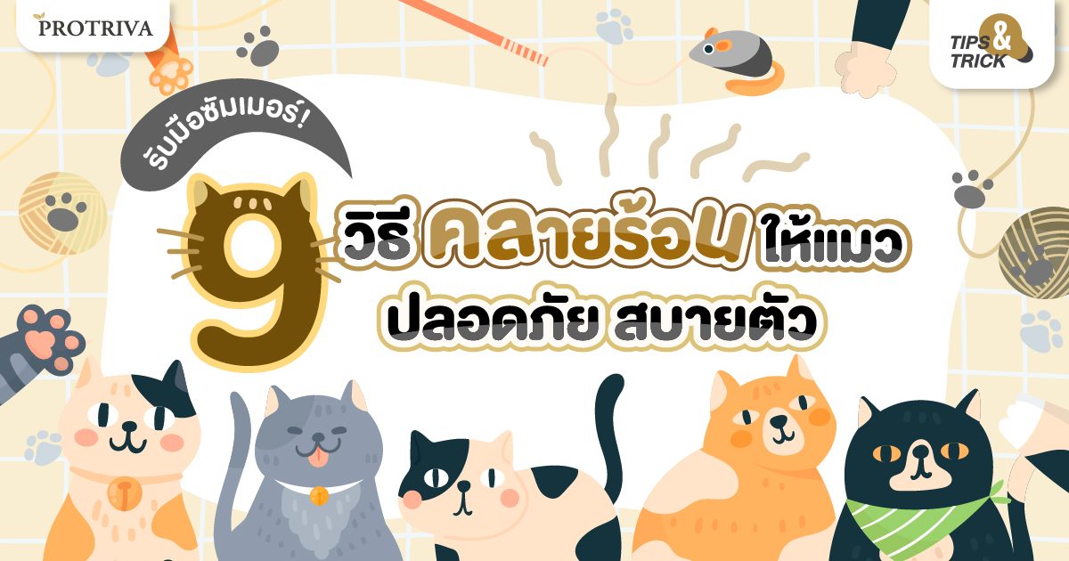 รับมือซัมเมอร์! 9 วิธีคลายร้อนให้แมว ปลอดภัย สบายตัว