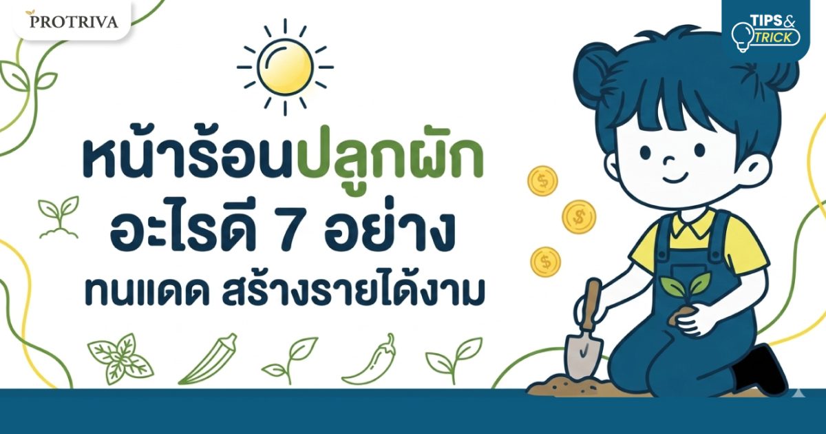 หน้าร้อนปลูกผัก อะไรดี 7 อย่าง ทนแดด สร้างรายได้งาม
