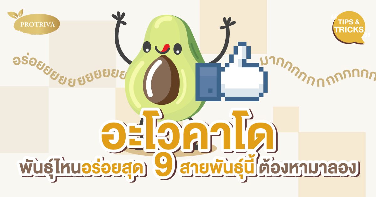 อะโวคาโด พันธุ์ไหนอร่อยสุด 9 สายพันธุ์นี้ ต้องหามาลอง